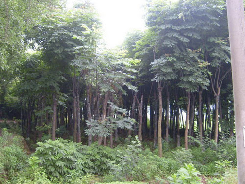 栾树