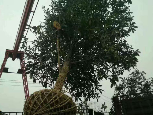 苗木装车3