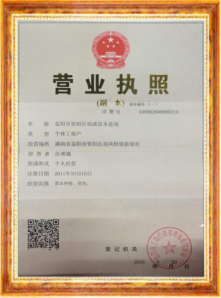益阳市资阳区强盛苗木基地,益阳香樟,益阳桂花,广玉兰哪里的好 益阳市资阳区强盛苗木基地,益阳香樟,益阳桂花,广玉兰哪里的好