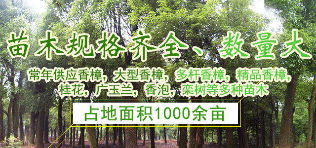 益阳市资阳区强盛苗木基地_益阳香樟|益阳桂花|广玉兰哪里的好