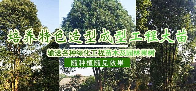 益阳市资阳区强盛苗木基地_益阳香樟|益阳桂花|广玉兰哪里的好