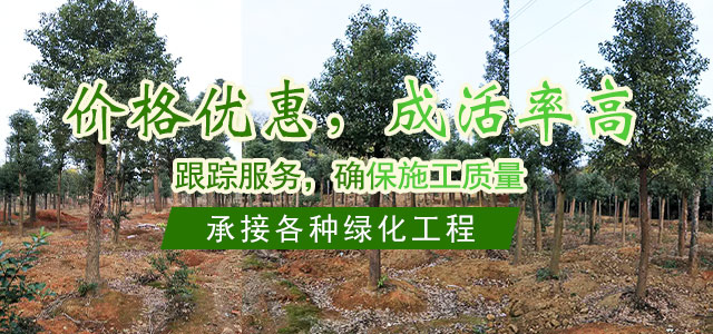 益阳市资阳区强盛苗木基地_益阳香樟|益阳桂花|广玉兰哪里的好